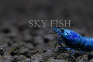 Креветка Блю (Blue Shrimp)