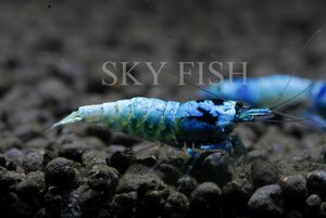 Креветка Блю (Blue Shrimp)