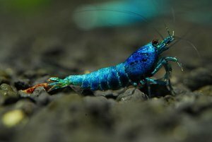 Креветка Блю (Blue Shrimp)