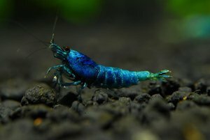 Креветка Блю (Blue Shrimp)