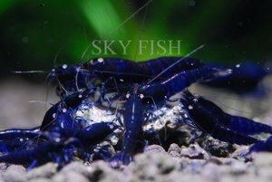 Креветка Голубой тигр (Deep Blue Tiger)