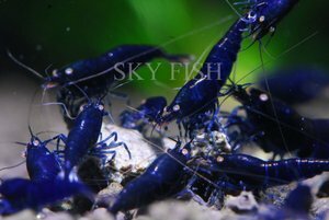 Креветка Голубой тигр (Deep Blue Tiger)