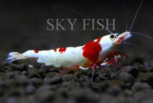 Креветка Красный кристалл (Crystal Red Shrimp)