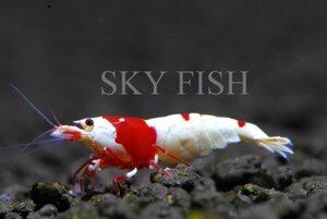 Креветка Красный кристалл (Crystal Red Shrimp)