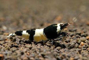 Креветка Черный кристалл (Crystal Black Shrimp)