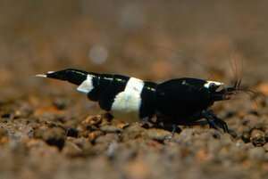 Креветка Черный кристалл (Crystal Black Shrimp)
