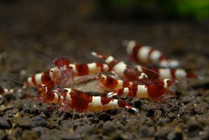 Креветка Красное вино (Crystal Red Shrimp «Red Wine»)