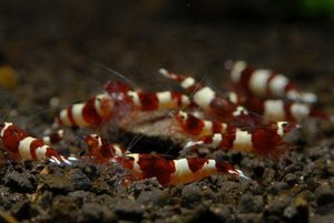 Креветка Красное вино (Crystal Red Shrimp «Red Wine»)