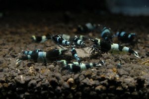 Креветка Панда (Panda Shrimp)
