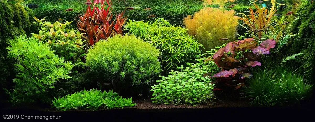 Голландский аквариум «My little garden» с ярусами зелени и красным акцентом на заднем плане