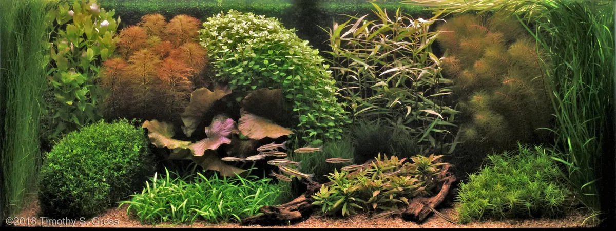 Голландский аквариум «A Native Garden» с плотными купами растений и корягой, почти скрытой в зарослях