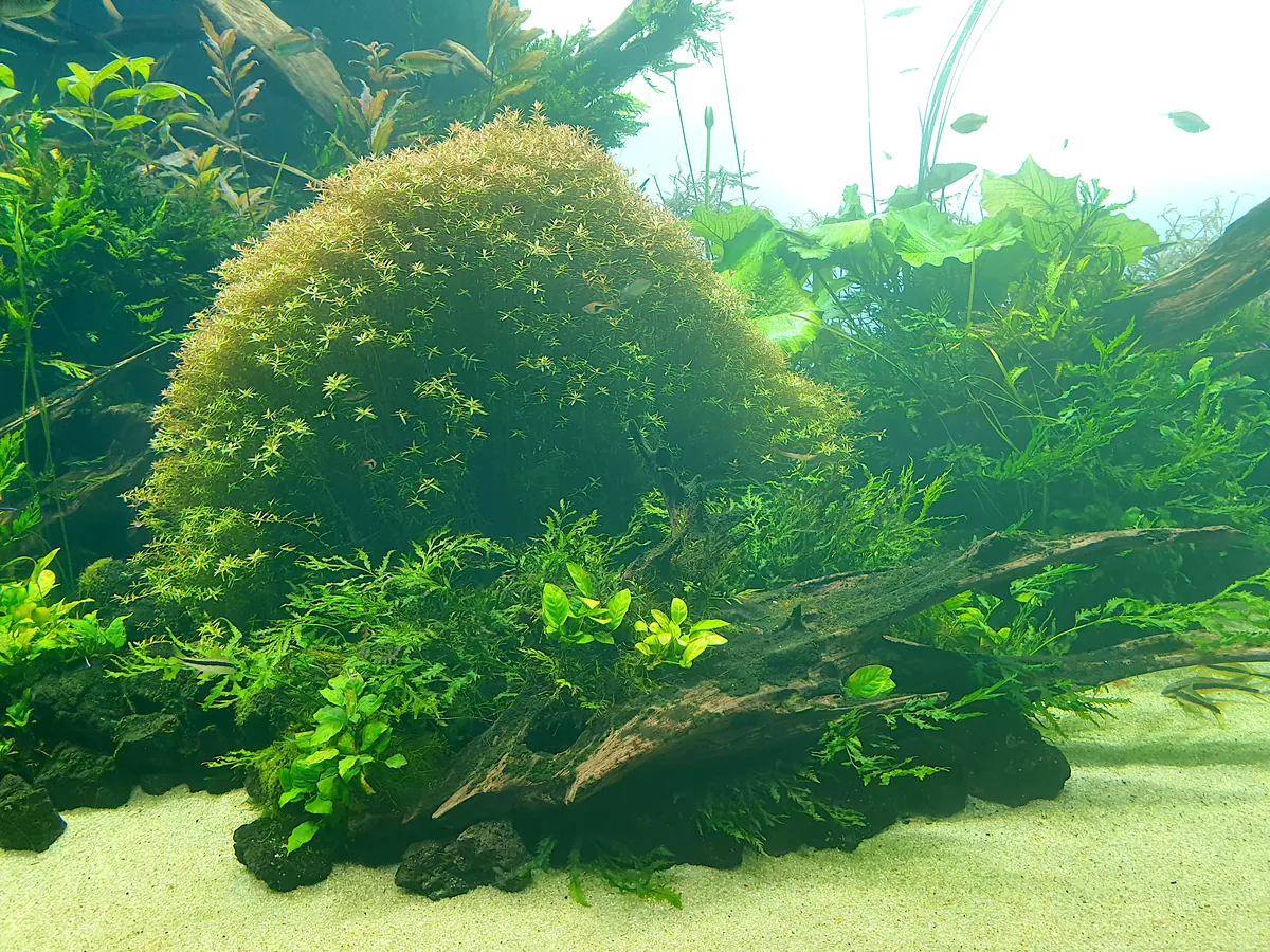Подводный лес выставки «Forests Underwater» в Океанариуме Лиссабона: коряги и заросли растений