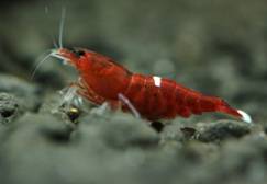 Креветка Красный Кристал (Red Crystal Shrimp)