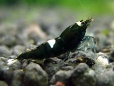 Креветка Черный Кристал (Black Crystal Shrimp)