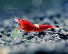 Креветка Красный Кристал (Red Crystal Shrimp)