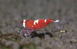 Креветка Красный Кристал (Red Crystal Shrimp)