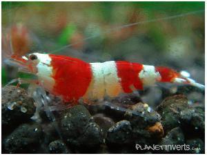 Креветка Красный Кристал (Red Crystal Shrimp)