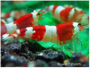 Креветка Красный Кристал (Red Crystal Shrimp)