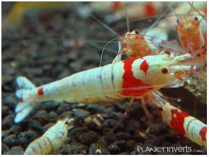 Креветка Красный Кристал (Red Crystal Shrimp)
