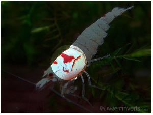 Креветка Красный Кристал (Red Crystal Shrimp)