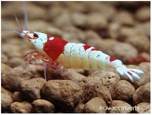 Креветка Красный Кристал (Red Crystal Shrimp)