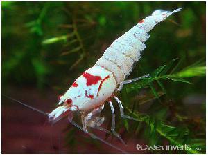 Креветка Красный Кристал (Red Crystal Shrimp)