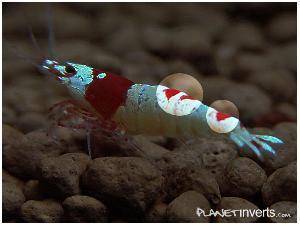 Креветка Красный Кристал (Red Crystal Shrimp)