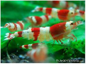 Креветка Красный Кристал (Red Crystal Shrimp)
