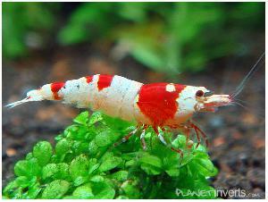 Креветка Красный Кристал (Red Crystal Shrimp)