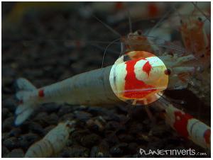 Креветка Красный Кристал (Red Crystal Shrimp)