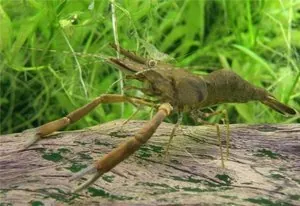 Восточная японская креветка Macrobrachium nipponense