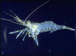 Палемон крупнопалый Leander serrifer macrodactylus