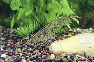 Дальневосточная пресноводная креветка Palaemonetes sinensis
