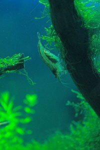 Neocaridina Japonica.jpg