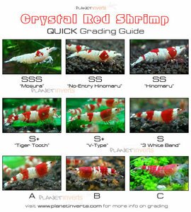 crystal_red_shrimp_quick_grading_guide.jpg