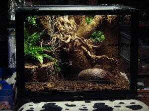 террариум для гекконов 002.JPG