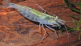 Leander modestus.jpg