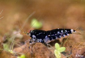 Midnight Prince 2.jpg