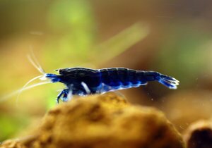 Midnight Prince синий.jpg