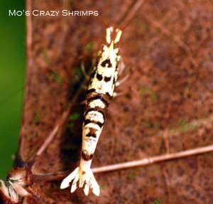 Mo’s Crazy Shrimps 2.jpg