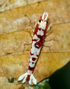 Крейзи тигр.jpg