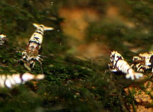 белый тигр с красными глазами.jpg