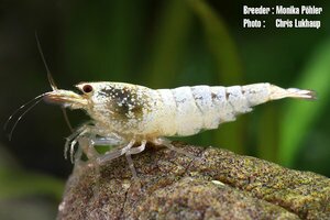 Сноу белый.jpg