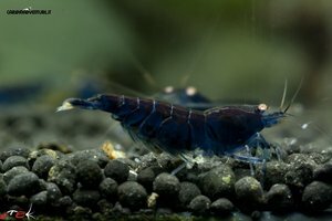 Blue tiger deep blue 3.jpg