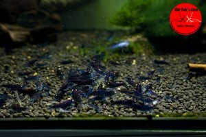 Blue tiger deep blue Приз.jpg