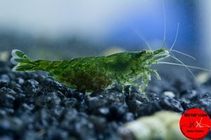 Heteropoda Green 1.jpg