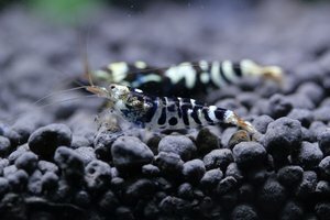 Тигр и ТБС 4.jpg