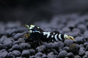 Тигр и ТБС 2.jpg