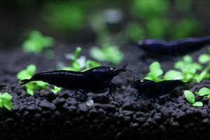 Черный тигр.jpg