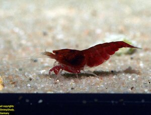 Полный красный монстр.jpg